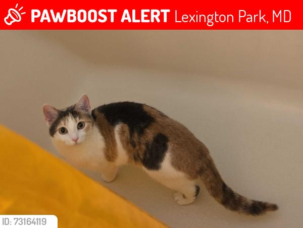 Lost Female Cat last seen Green Holly Elementary School, Lexington Park, MD 20653