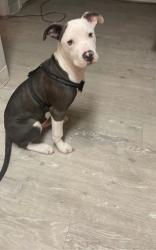Lost Male Dog last seen Near N.W poplar, San Antonio, TX 78201