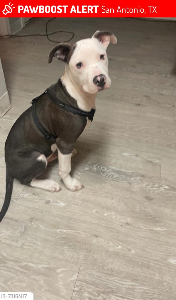 Lost Male Dog last seen Near N.W poplar, San Antonio, TX 78201