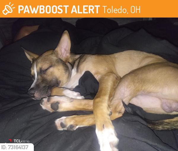 Found/Stray Male Dog last seen Bush and eerie, Toledo, OH 43611