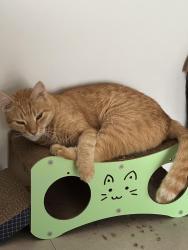 Reunited Male Cat last seen Brentford road, Richlands, Richlands, QLD 4077
