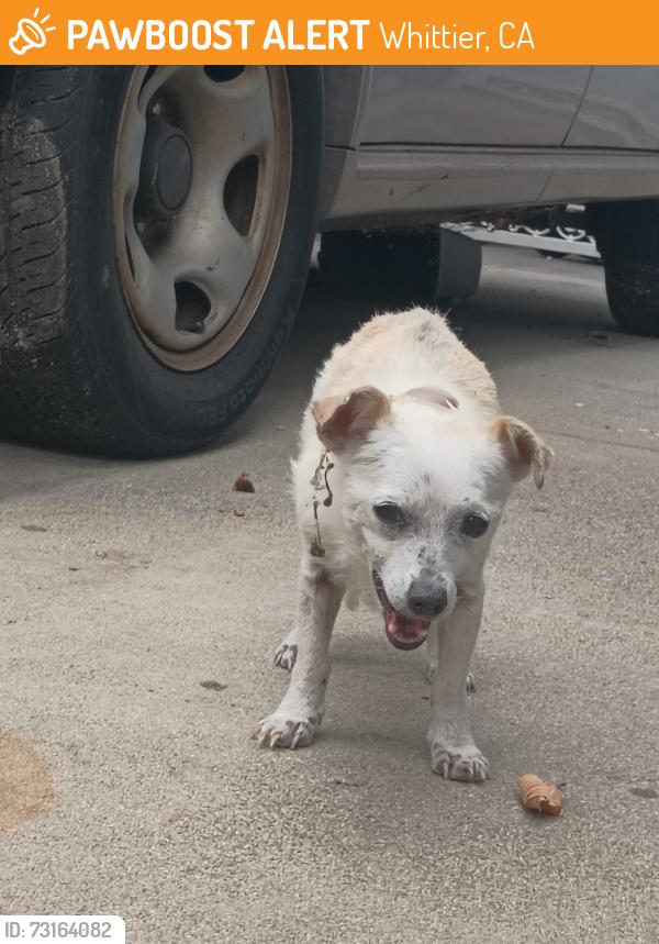 Found/Stray Female Dog last seen Whittwood mall, Whittier, CA 90603
