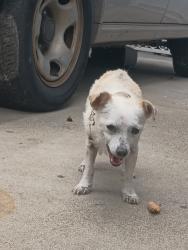 Found/Stray Female Dog last seen Whittwood mall, Whittier, CA 90603