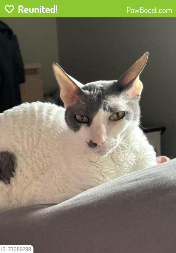 Reunited Male Cat last seen 11 mile and N Campbell or main, Royal Oak, MI 48067