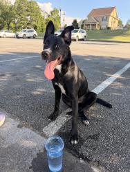 Found/Stray Female Dog last seen Main Street acworth ga, Acworth, GA 30101