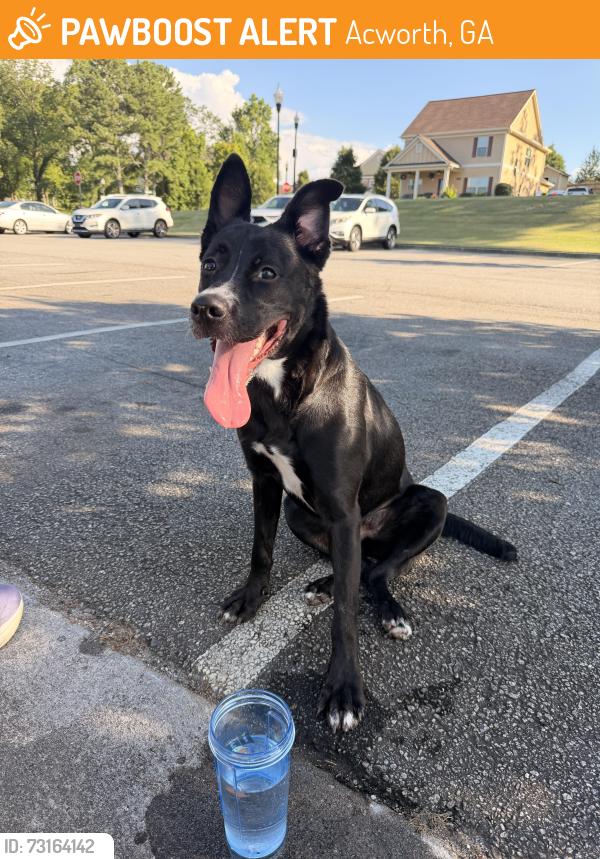 Found/Stray Female Dog last seen Main Street acworth ga, Acworth, GA 30101