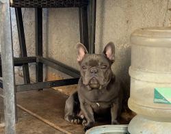 Reunited Male Dog last seen Hixon Ave and home Ave, San Diego, CA 92105