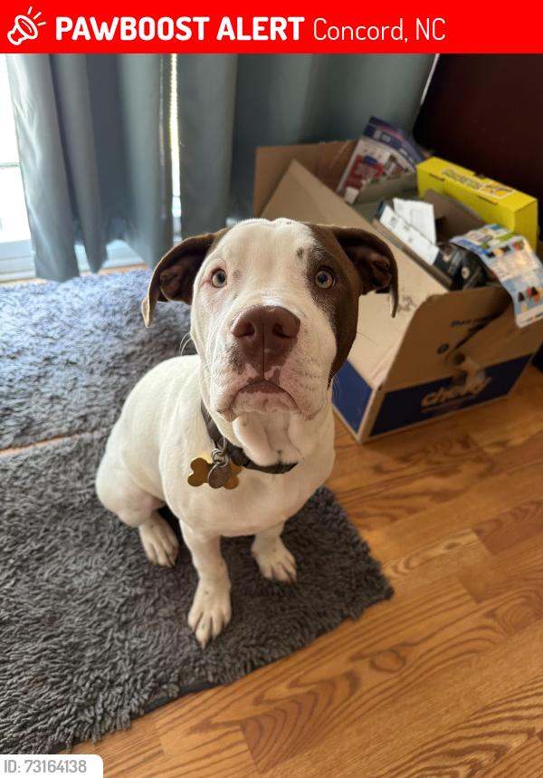 Lost Male Dog last seen Tripolis street, concord nc, Concord, NC 28025