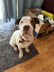 Lost Male Dog last seen Tripolis street, concord nc, Concord, NC 28025