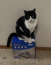 Lost Male Cat last seen Schafer Rd & Tyrrell Av, Hayward, CA 94544