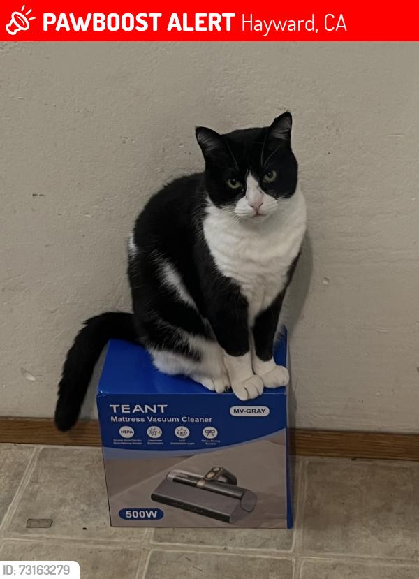Lost Male Cat last seen Schafer Rd & Tyrrell Av, Hayward, CA 94544