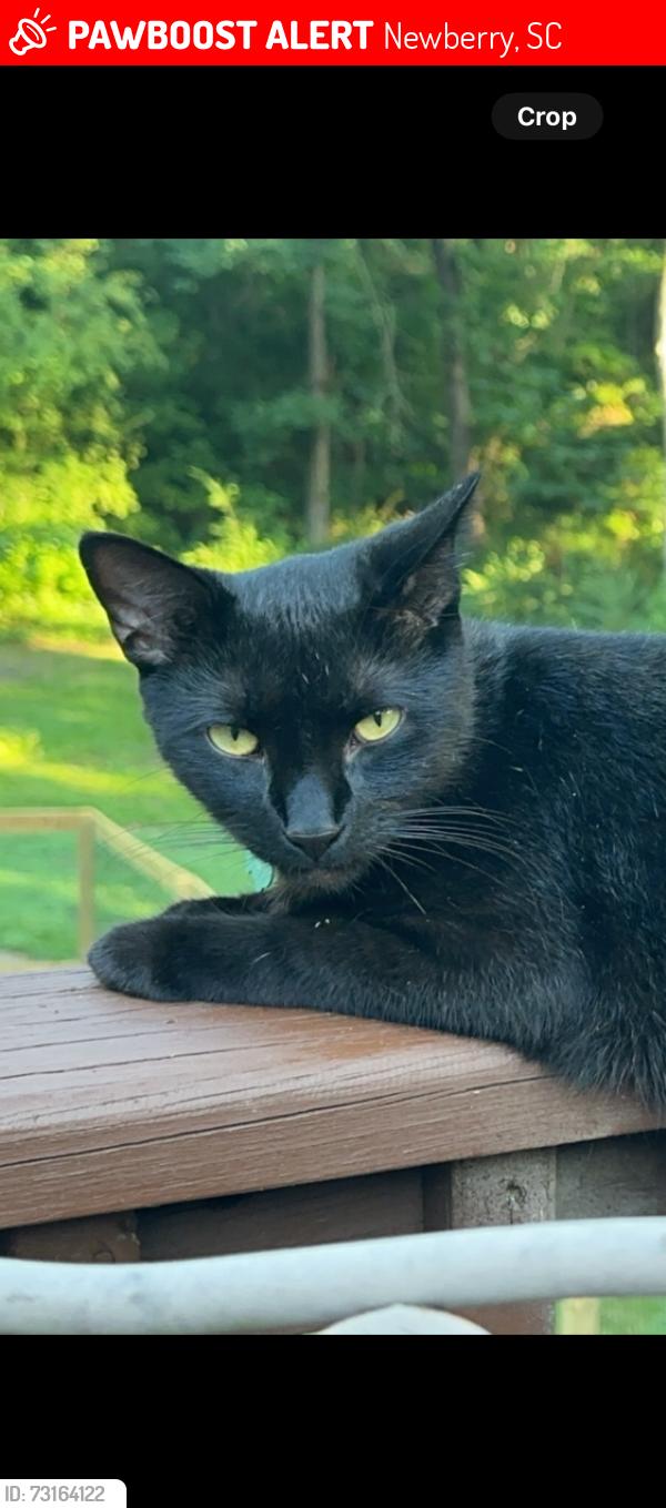 Lost Male Cat last seen Exit 72 SC Highway 121, Newberry, SC 29108