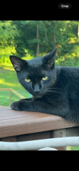 Lost Male Cat last seen Exit 72 SC Highway 121, Newberry, SC 29108