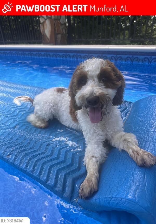 Lost Male Dog last seen Buckhorn Rd as it runs into McIntosh, Munford, AL 36268