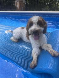 Lost Male Dog last seen Buckhorn Rd as it runs into McIntosh, Munford, AL 36268
