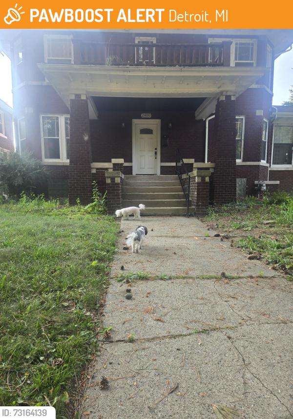 Found/Stray Male Dog last seen LaSalle Blvd and Edison St, Detroit, MI 48206