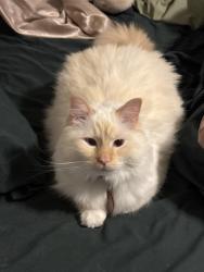 Reunited Female Cat last seen Whitehaven & Greystone, The Village, OK 73120