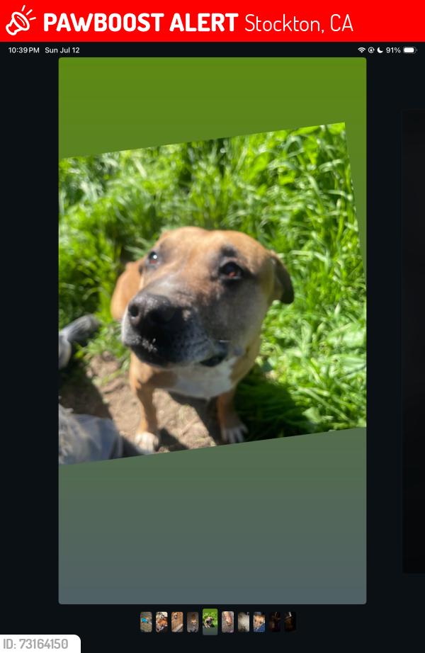 Lost Male Dog last seen Near Amherst drive, Stockton, CA 95209