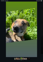 Lost Male Dog last seen Near Amherst drive, Stockton, CA 95209