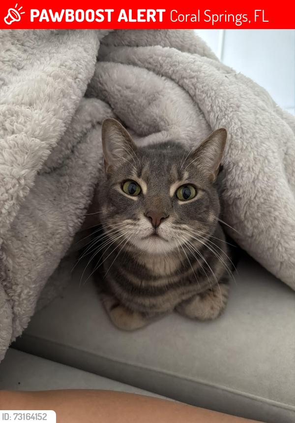 Lost Male Cat last seen Sabel pointe apmt, Coral Springs, FL 33065