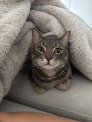 Lost Male Cat last seen Sabel pointe apmt, Coral Springs, FL 33065