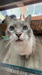 Lost Male Cat last seen Around my hse?, Calgary, AB T2Z 0J8
