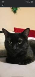 Found/Stray Female Cat last seen Q Bakery, Bowling Green, KY 42102
