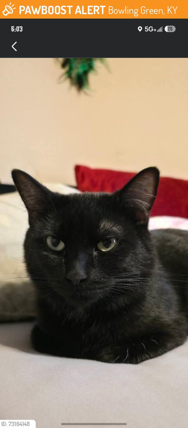 Found/Stray Female Cat last seen Q Bakery, Bowling Green, KY 42102