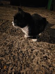 Reunited Unknown Cat last seen Mid way along the road, Burgass Rd, England 