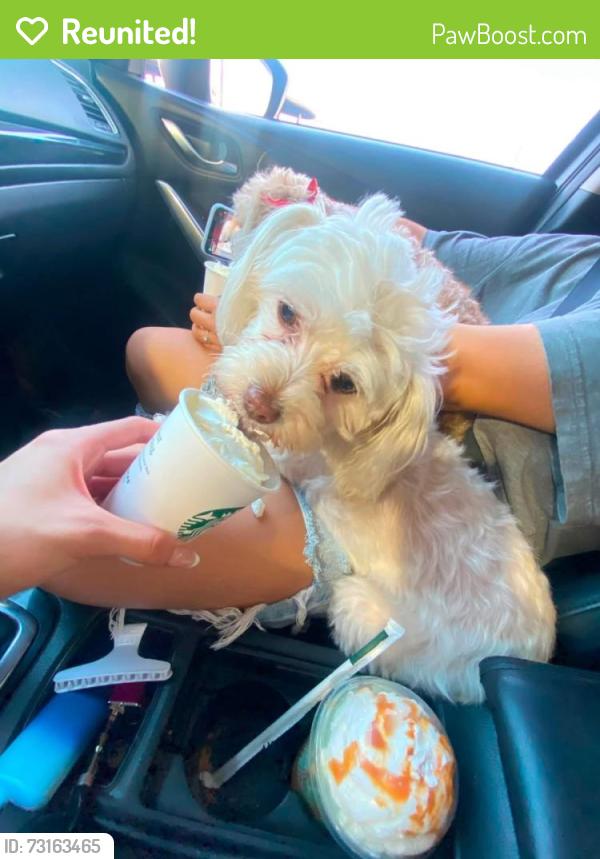 Reunited Female Dog last seen Westpark loop south and 260th ln, Buckeye, AZ 85326