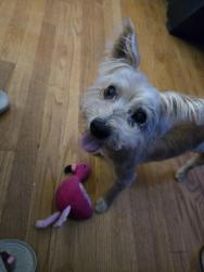 Reunited Male Dog last seen 95th Halsted Street, Chicago, IL 60620