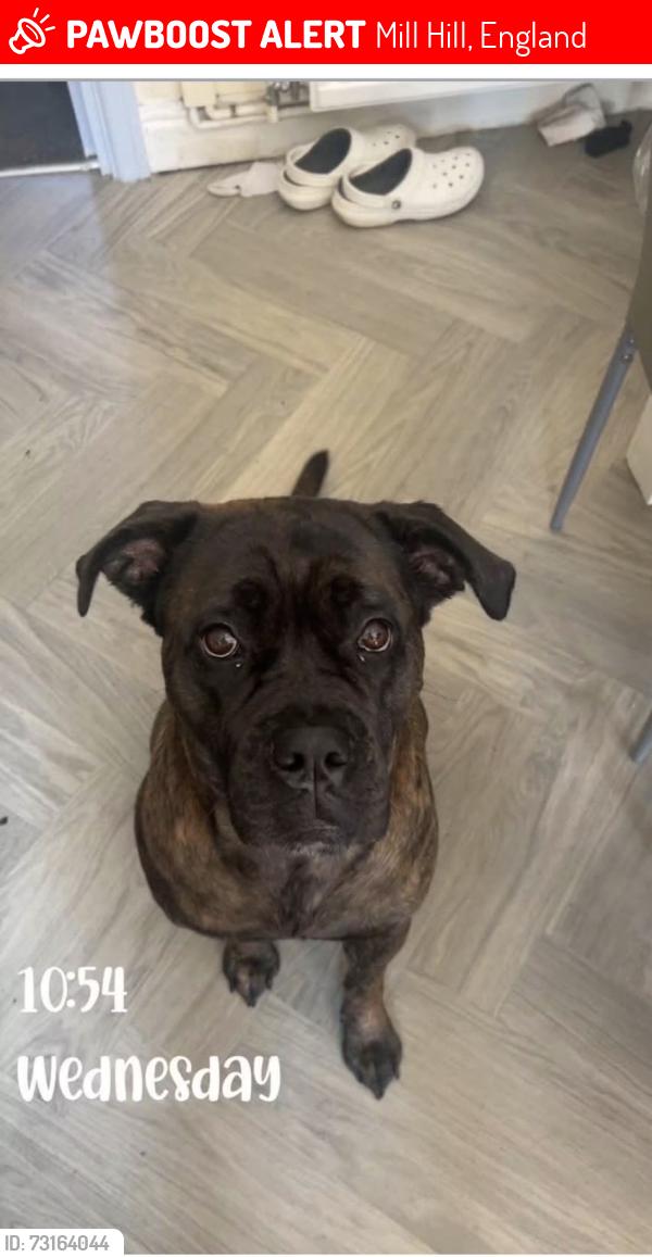 Lost Female Dog last seen Mill Hill Shorock Lane, Mill Hill, England 