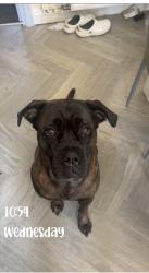 Lost Female Dog last seen Mill Hill Shorock Lane, Mill Hill, England 