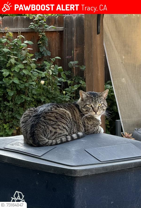 Lost Male Cat last seen Fortuna Ln, Tracy, CA 95376