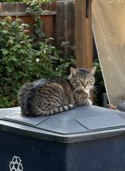 Lost Male Cat last seen Fortuna Ln, Tracy, CA 95376