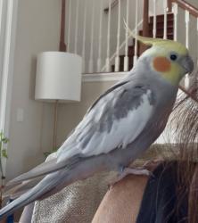 Lost Male Bird last seen Sweetwater highlands, Apopka, FL 32712