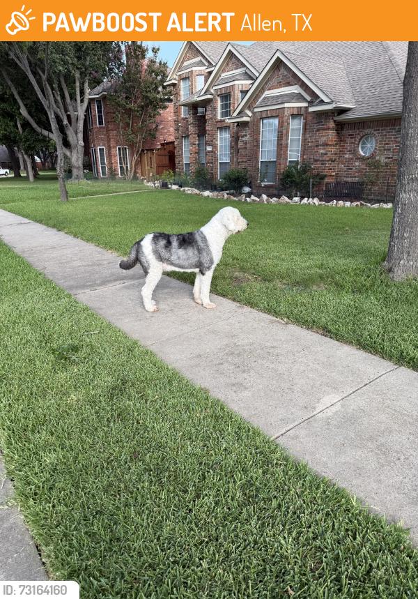 Found/Stray Unknown Dog last seen Springfield and fountain Gate, Allen, TX 75002
