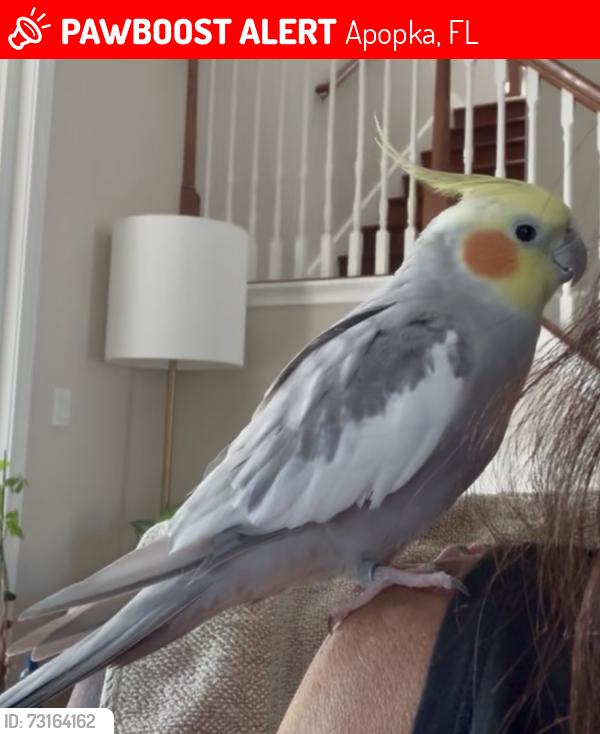 Lost Male Bird last seen Sweetwater highlands, Apopka, FL 32712