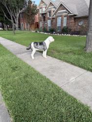 Found/Stray Unknown Dog last seen Springfield and fountain Gate, Allen, TX 75002
