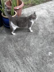 Found/Stray Female Cat last seen Streeter Ave and Rubidoux Ave, Riverside, CA 92504
