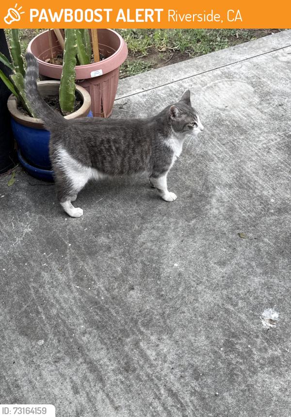 Found/Stray Female Cat last seen Streeter Ave and Rubidoux Ave, Riverside, CA 92504