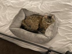 Lost Female Cat last seen North Camino Alto, Vallejo, CA 94589