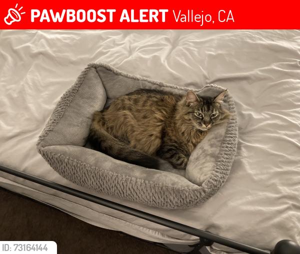 Lost Female Cat last seen North Camino Alto, Vallejo, CA 94589