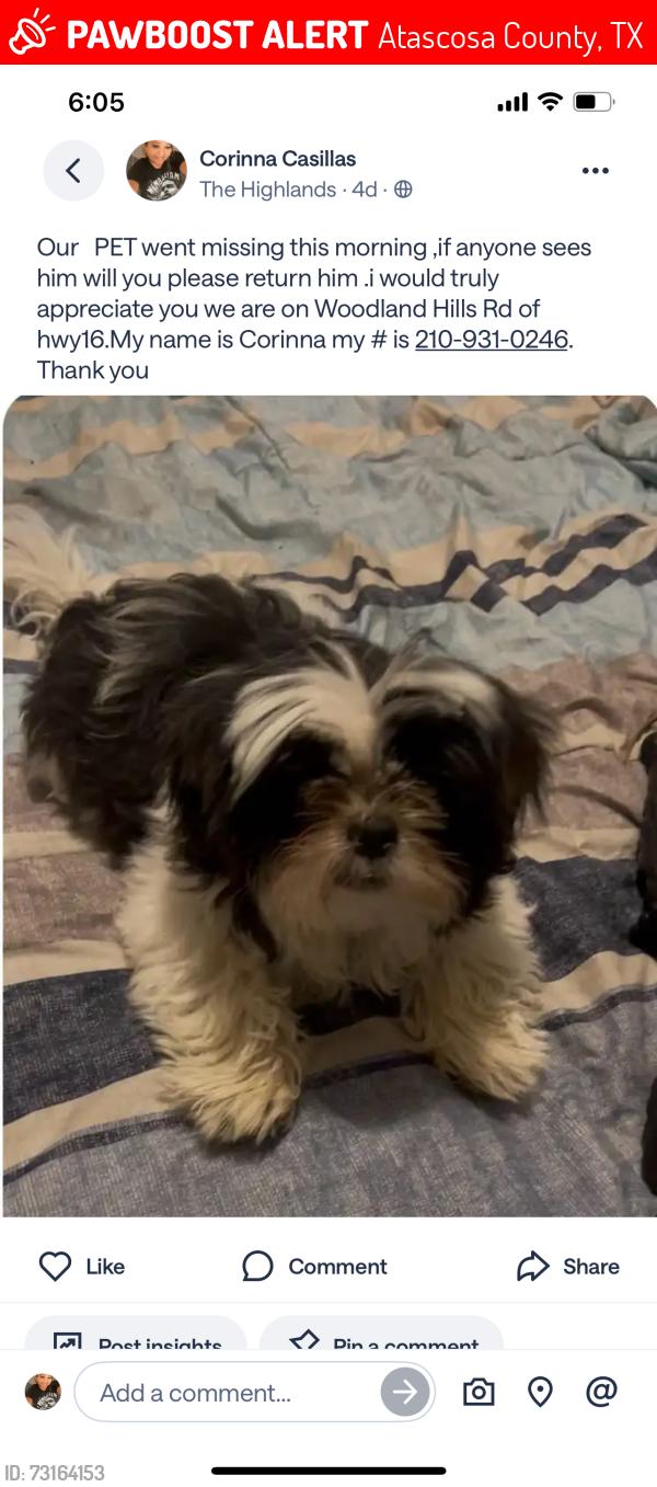 Lost Male Dog last seen Hwy16 south, Atascosa County, TX 78065