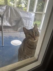 Found/Stray Male Cat last seen 136th and Gray Road, Carmel, IN 46033