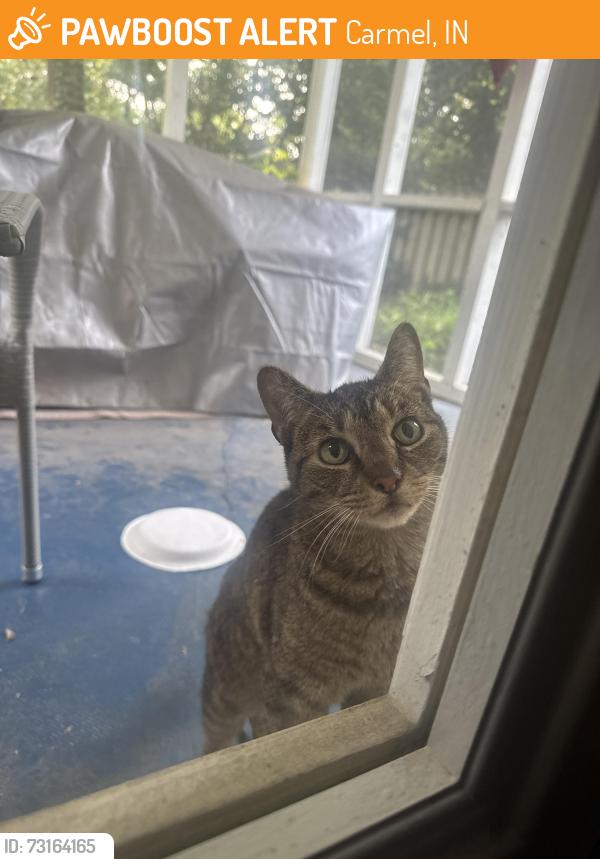 Found/Stray Male Cat last seen 136th and Gray Road, Carmel, IN 46033