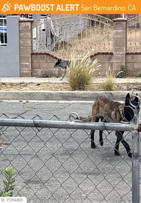 Found/Stray Male Dog last seen Highland and state, San Bernardino, CA 92407