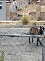 Found/Stray Male Dog last seen Highland and state, San Bernardino, CA 92407