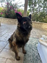 Found/Stray Male Dog last seen Rainbow Glen Drive and Sierra Highway, Santa Clarita, CA 91351