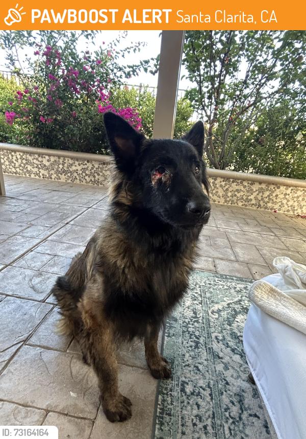 Found/Stray Male Dog last seen Rainbow Glen Drive and Sierra Highway, Santa Clarita, CA 91351